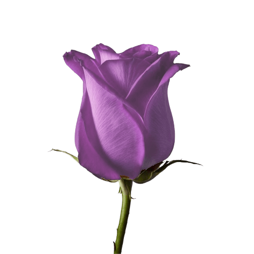 Purple Rose