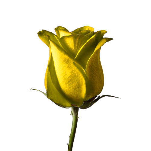Yellow Rose